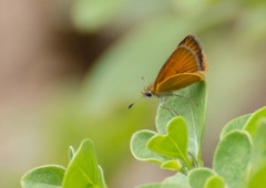 Ancyloxypha nitedula