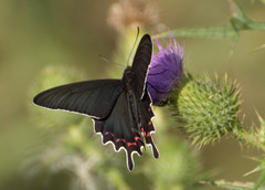 Parides bunichus