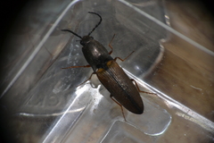 Corymbitodes tarsalis