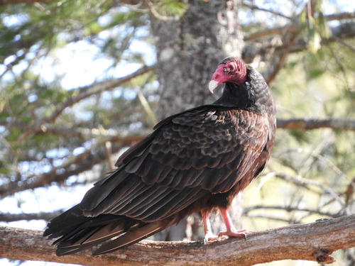 Turkey Vulture photographed in Maine