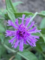 Parapolydora fastigiata