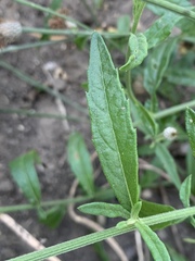 Parapolydora fastigiata