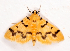 Dichocrocis clytusalis