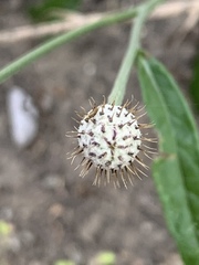 Parapolydora fastigiata