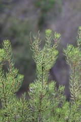 Persoonia curvifolia