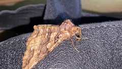 Cryptochorina amphidasyaria