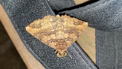 Cryptochorina amphidasyaria