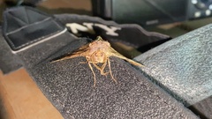 Cryptochorina amphidasyaria