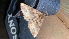 Cryptochorina amphidasyaria