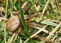 Neoscona pratensis