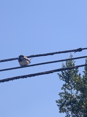 Passer domesticus