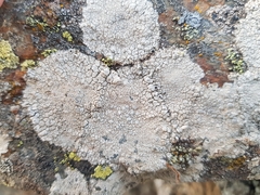 Lecanora rupicola