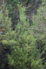 Persoonia curvifolia