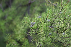 Persoonia curvifolia