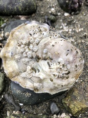 Ceratostoma