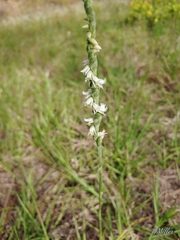 Spiranthes vernalis image