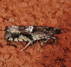 Chimoptesis gerulae