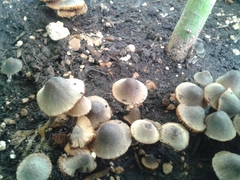Fungi
