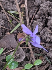 Viola reichenbachiana