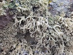 Ramalina capitata