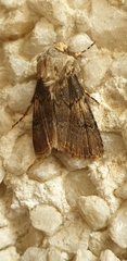 Agrotis puta
