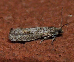 Epinotia celtisana