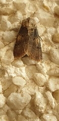 Agrotis puta
