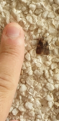 Agrotis puta