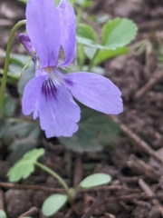 Viola reichenbachiana