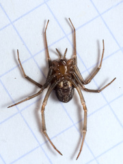 Steatoda grossa