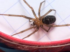 Steatoda grossa