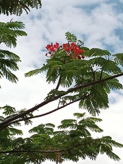 Delonix regia