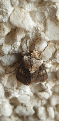 Agrotis puta