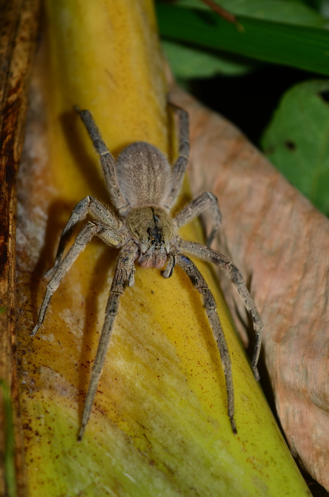 Phoneutria depilata from Iriona, Honduras on May 10, 2017 at 08:41 PM ...