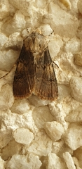 Agrotis puta
