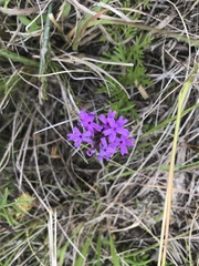 Glandularia selloi
