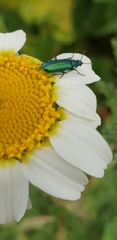 Coleoptera