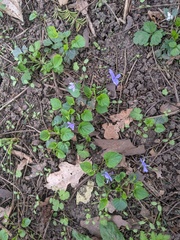 Viola reichenbachiana