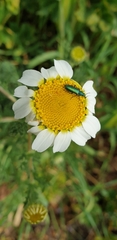 Coleoptera