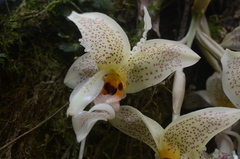 Stanhopea dodsoniana
