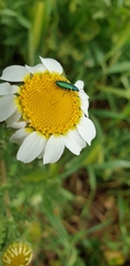 Coleoptera