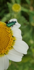Coleoptera