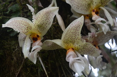 Stanhopea dodsoniana