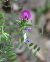 Vicia sativa nigra