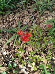 Rhododendron flammeum