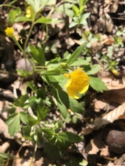 Ranunculus carolinianus