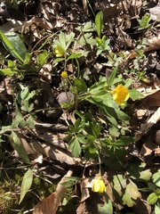 Ranunculus carolinianus