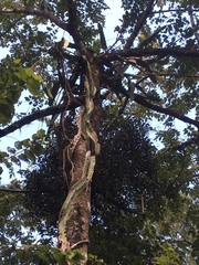 Selenicereus undatus