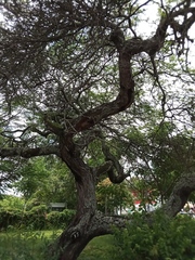 Mimosoideae