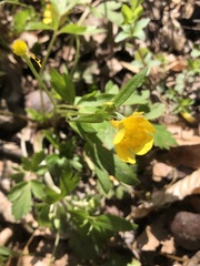 Ranunculus carolinianus